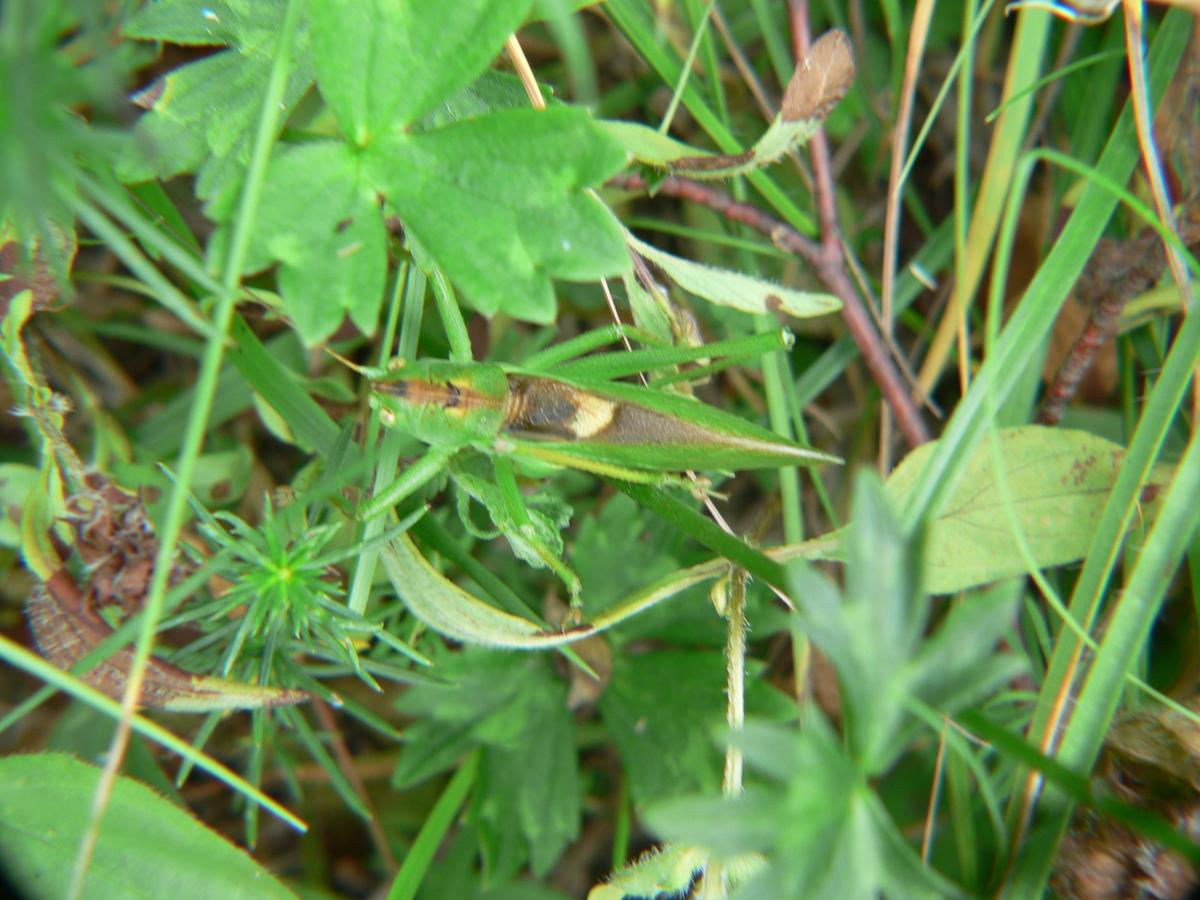 Tettigonia viridissima? No. Maschio di Tettigonia cantans